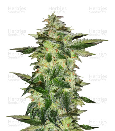 Wedding Gelato — Royal Queen Seeds