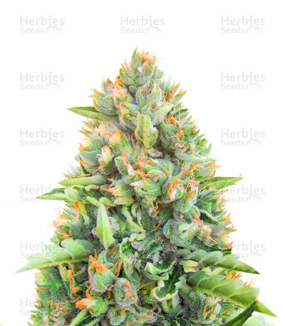 Blue Dream Autoflower — Herbies Seeds