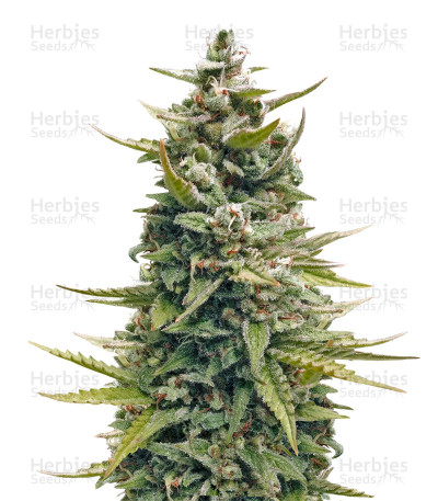 G13 Haze — Barney's Farm