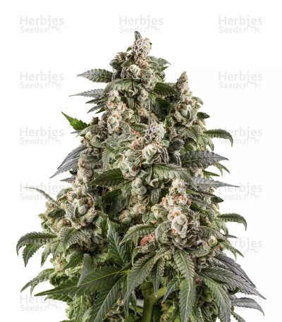 Café Racer — Blimburn Seeds