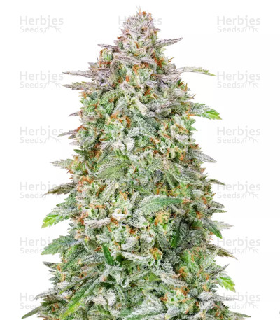 Forbidden Runtz Auto — Fast Buds