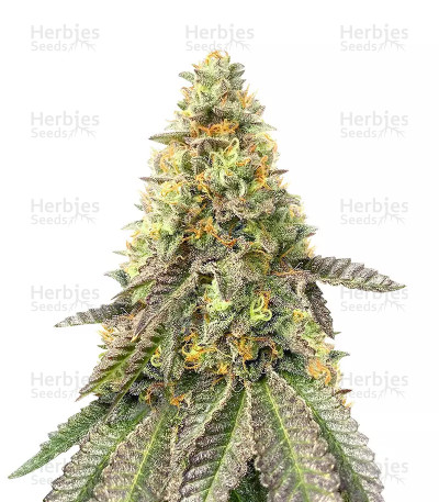 Girl Scout Cookies Fast Version — Herbies Seeds