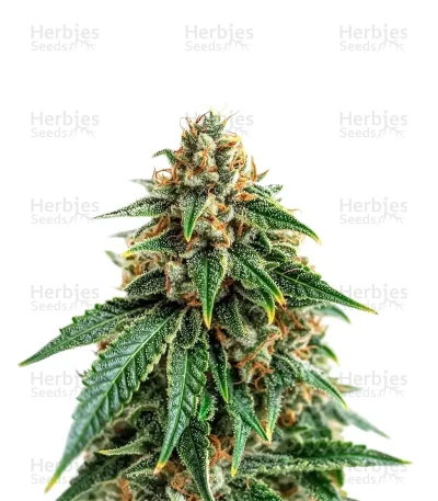 Glueberry — Expert Seeds