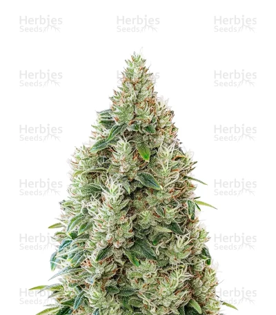 Great White Shark CBD