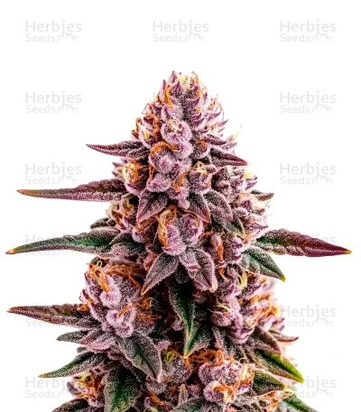 Ricky Bobby — World Wide Cultivars