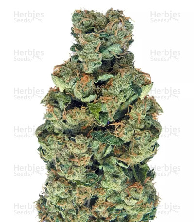Sativa's Sour Diesel
