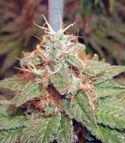 Acapulco Gold seeds for sale by Barney's Farm - Herbies