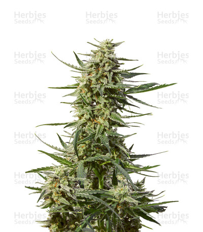Critical #47 Express Auto