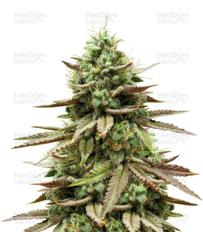 Gelato 33 — Advanced Seeds