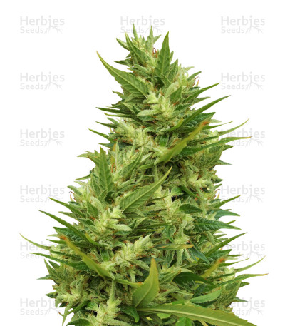 Jamaican Pearl — Sensi Seeds