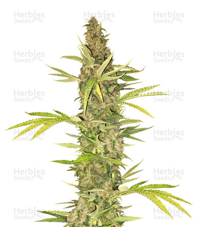 Lemon Amber Kush fem: seeds for sale, strain information and customer