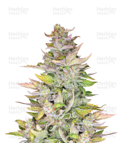 Mexican Sativa — Sensi Seeds