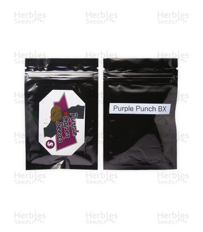 Purple Punch BX