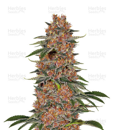 Purple Punch