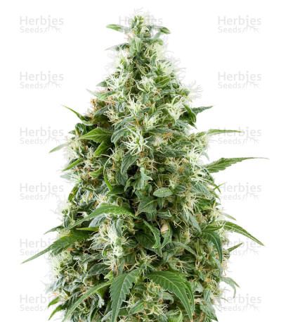 Triple Scoop — DNA Genetics