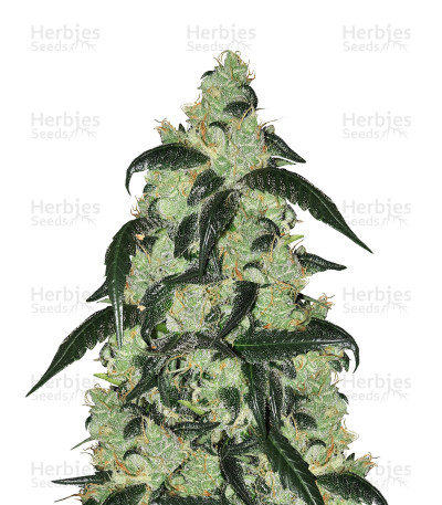 Wedding Cake Auto — Barney's Farm