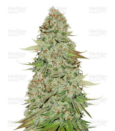 Sticky Monkey GG#4 — Seedstockers
