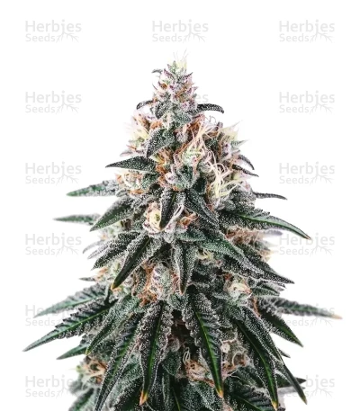 Gorilla x Lilly — Expert Seeds