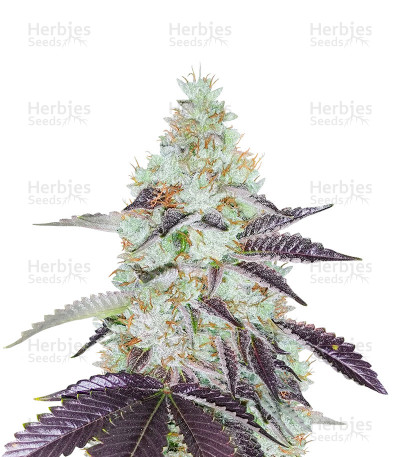 Tahoe OG Kush — Cali Connection Seeds