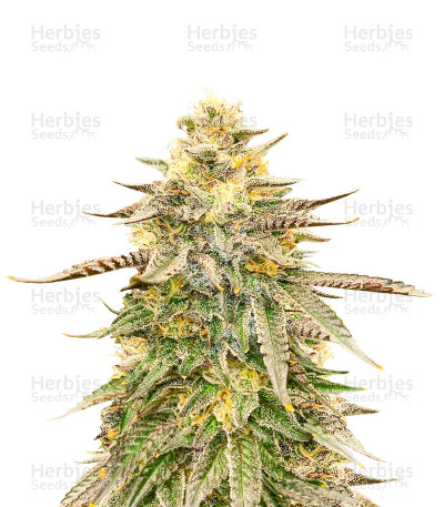 Tropicanna Cookies