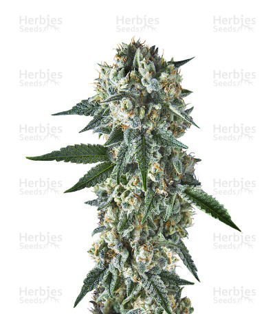 BatGum — Hero Seeds