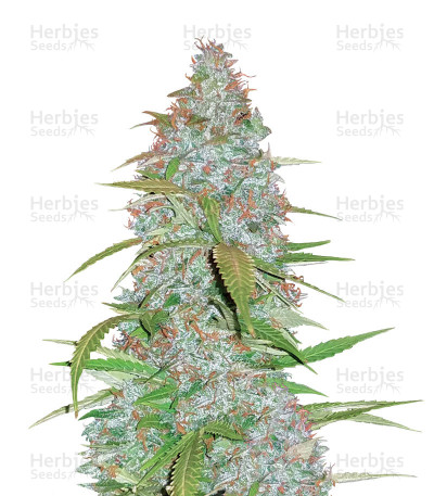 Californian Snow Auto — Fast Buds