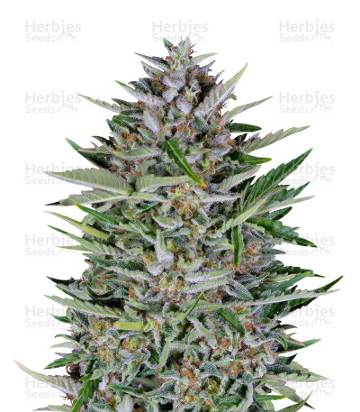 Dreamberry Auto — Auto Seeds