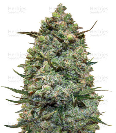 Hawaiian Punch
