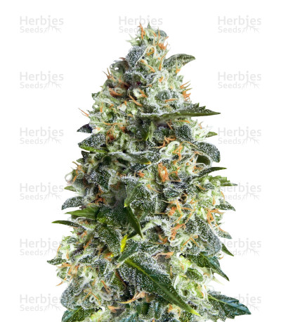 Heavy Bud