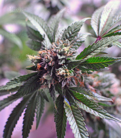 LA Confidential — DNA Genetics