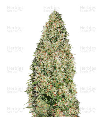 Orient Express — Ace Seeds