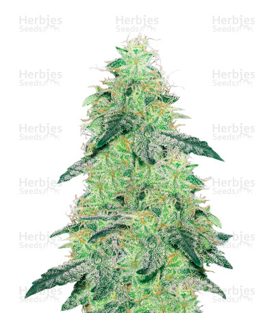 White Skunk — White Label Seed Company