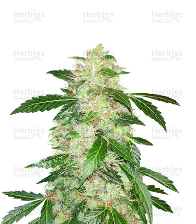 BIG BANG - Cannabis Seeds from Green House