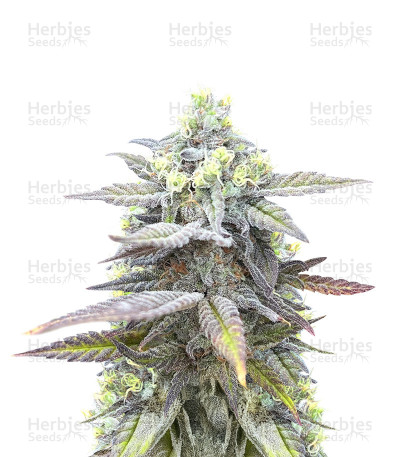 Jack Herer Fast Version — Herbies Seeds