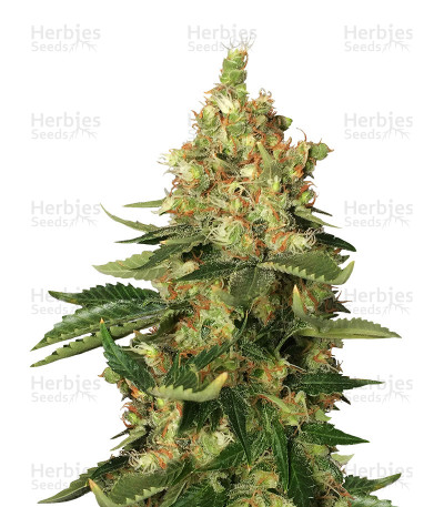 Orange Sherbert — Barney's Farm