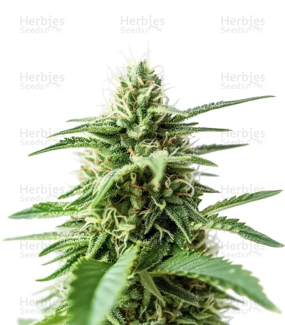 Amnesia Haze — Royal Queen Seeds