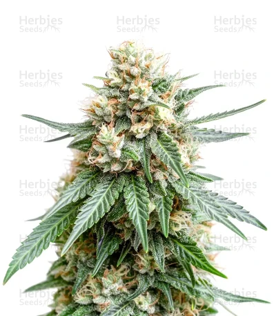 GH Cheese — Green House Seeds