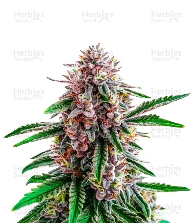Gorilla Glue Purple — World Wide Cultivars
