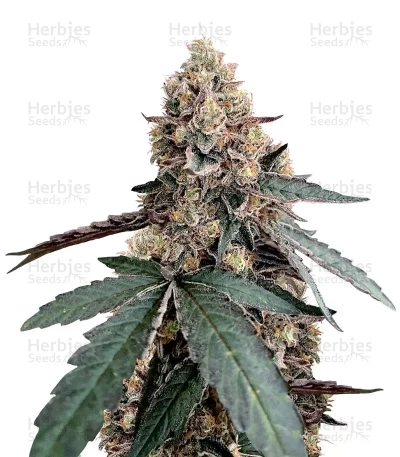 Runtz Muffin — Barney's Farm