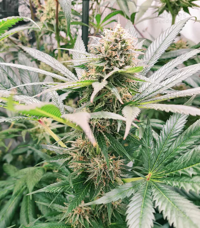 Buy Watermelon Z feminized seeds by Barney's Farm - Herbies