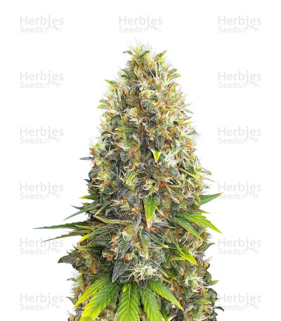 Black Jack — Sweet Seeds