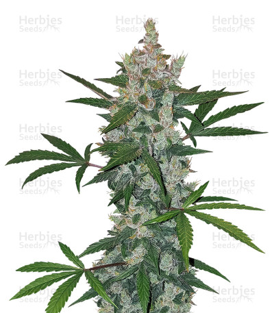 Julies Cookies Auto