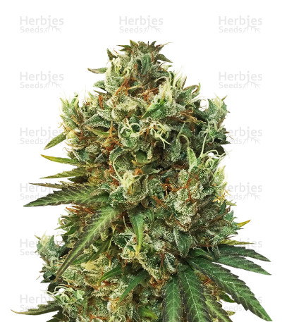 Nepal Kush