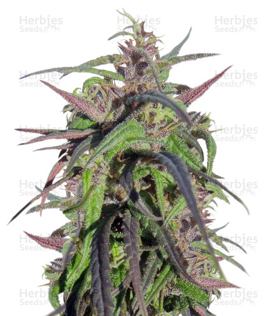 Oldtimer's Haze — Ace Seeds