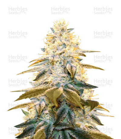 Strawberry Glue — T.H. Seeds