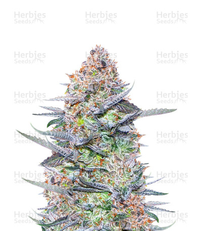 Buddha Kush OG