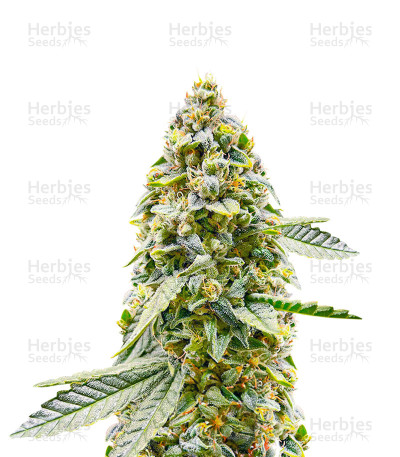 Hero Cookies — AlphaFem Seeds
