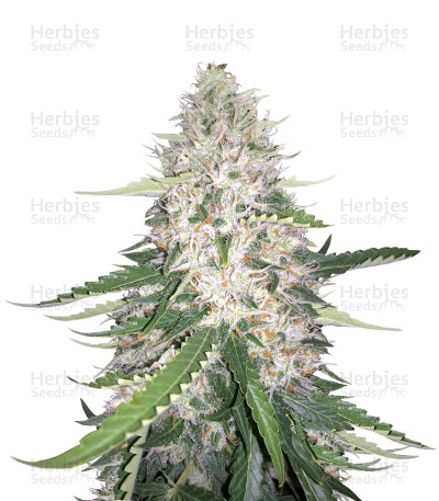 Moby Dick #2 — Dinafem Seeds