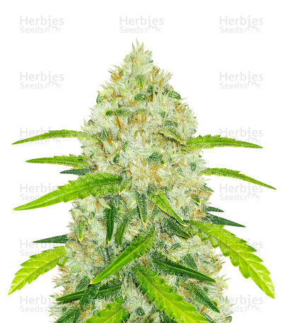 Original Auto Chemdawg — Fast Buds