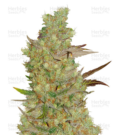Quick Critical + — Dinafem Seeds